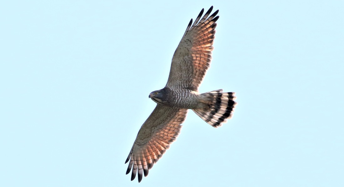 Picture5.jpg